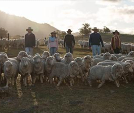 Australian Merino... The Best Wool in the World!