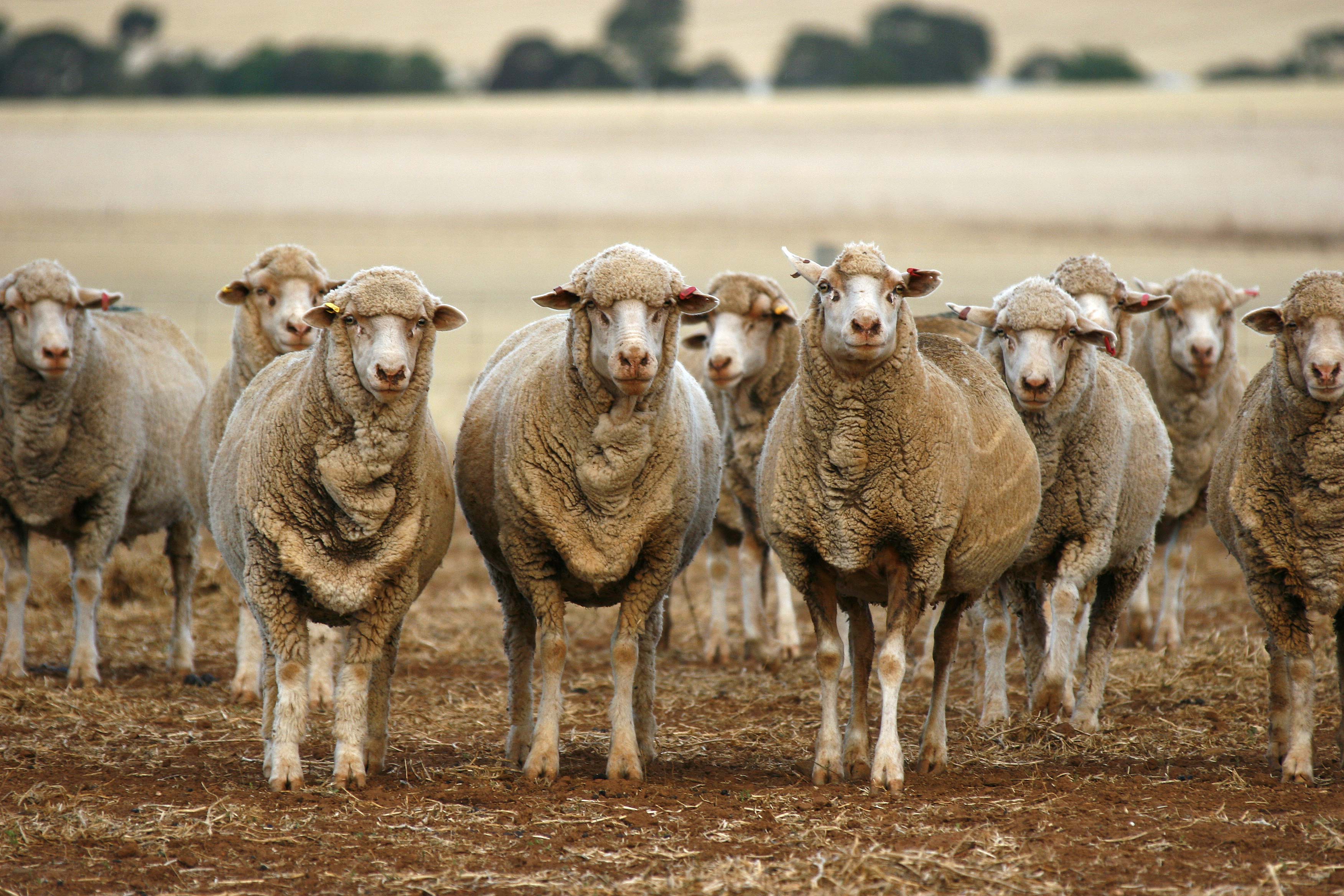 Merino Country 100% Australian Merino Clothing